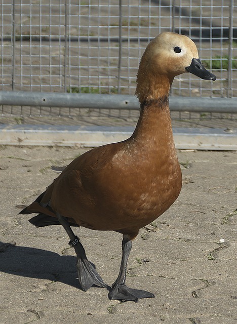 冲击让防守